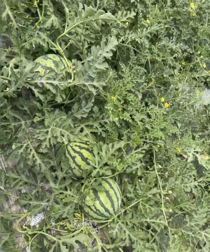黑皮花皮甜王西瓜大量上市，想要优质货的老板联系我诚信合作