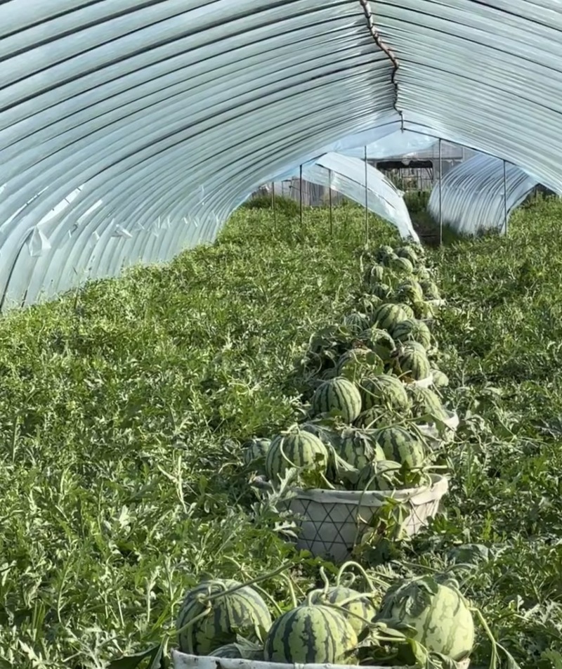 黑皮花皮甜王西瓜大量上市，想要优质货的老板联系我诚信合作