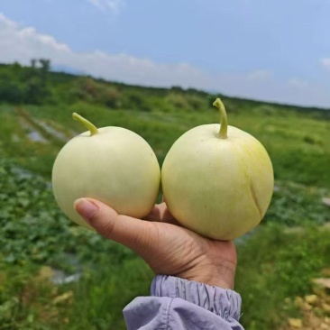香瓜万亩基地，原产地批发，对接电商零售批发商超，货源稳定