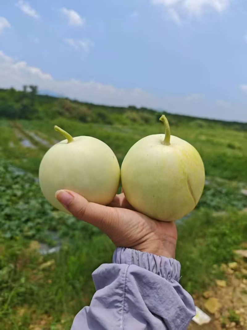 香瓜万亩基地，原产地批发，对接电商零售批发商超，货源稳定