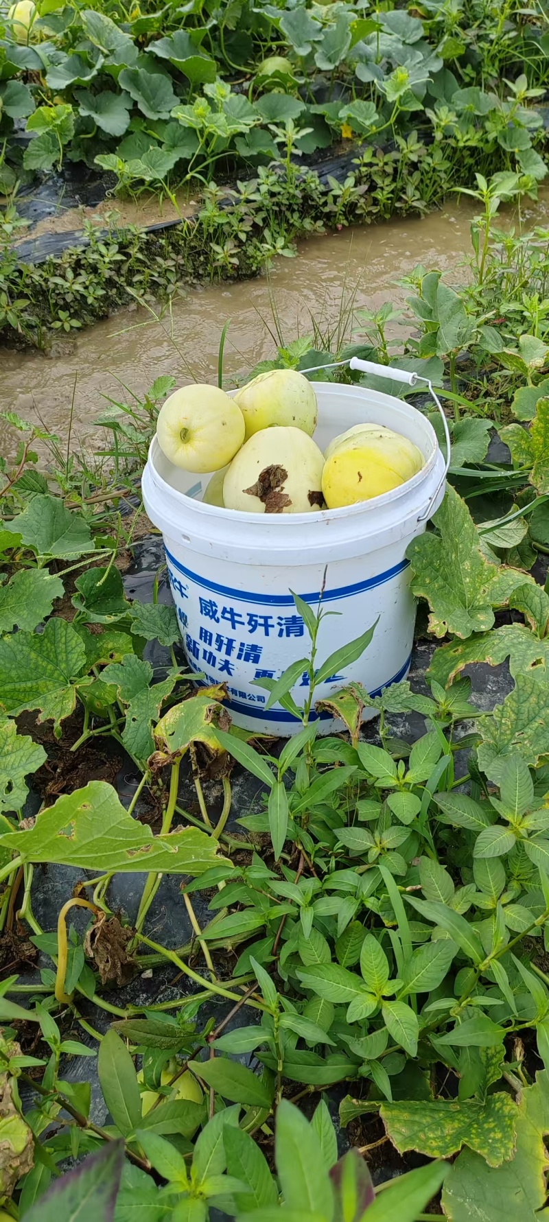 香瓜万亩基地，原产地批发，对接电商零售批发商超，货源稳定