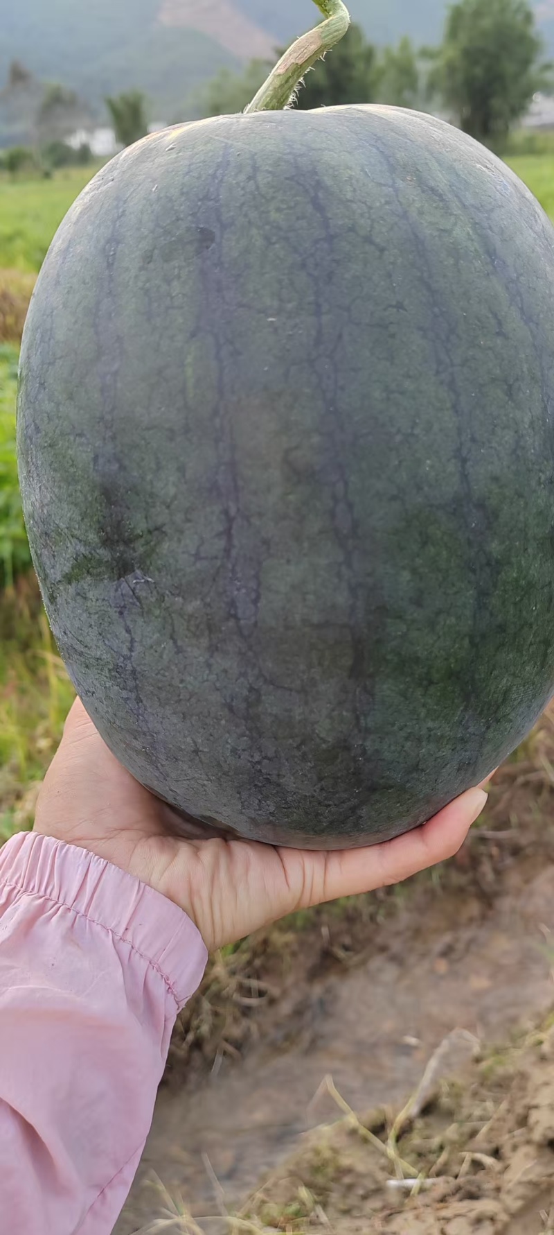 黑美人西瓜，自家种植，货源充足，量大从优，可视频看货