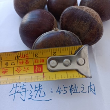 青龙板栗大量供应诚信合作量大从优价格美丽欢迎咨询