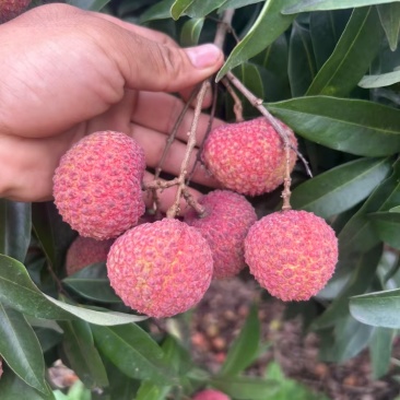 中小核的鸡嘴荔