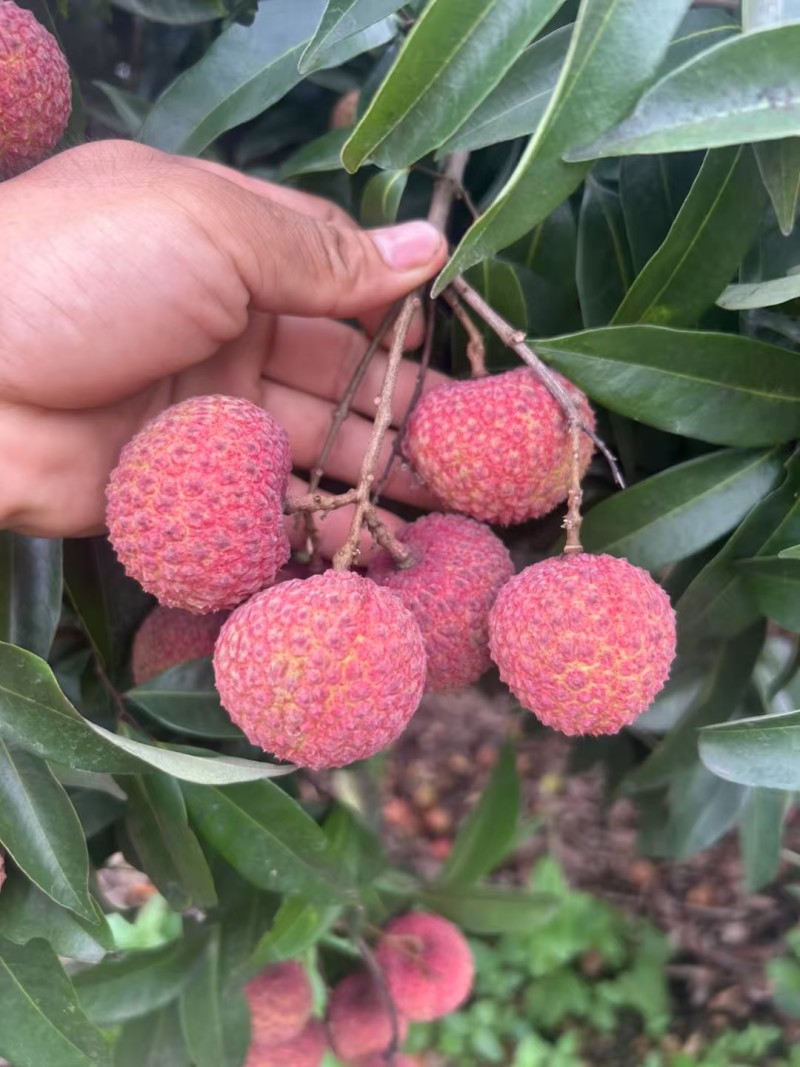 中小核的鸡嘴荔