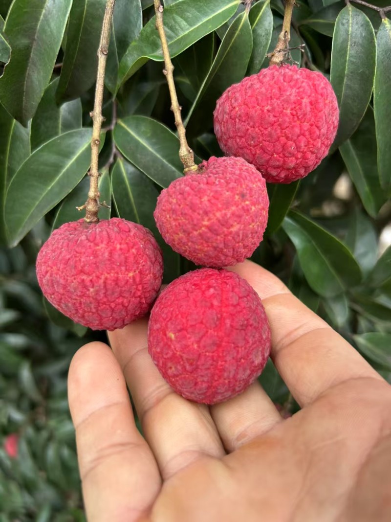 中小核的鸡嘴荔
