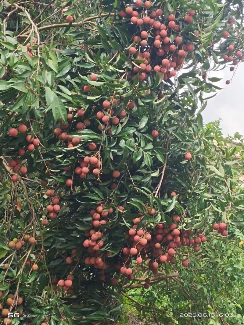 中小核的鸡嘴荔