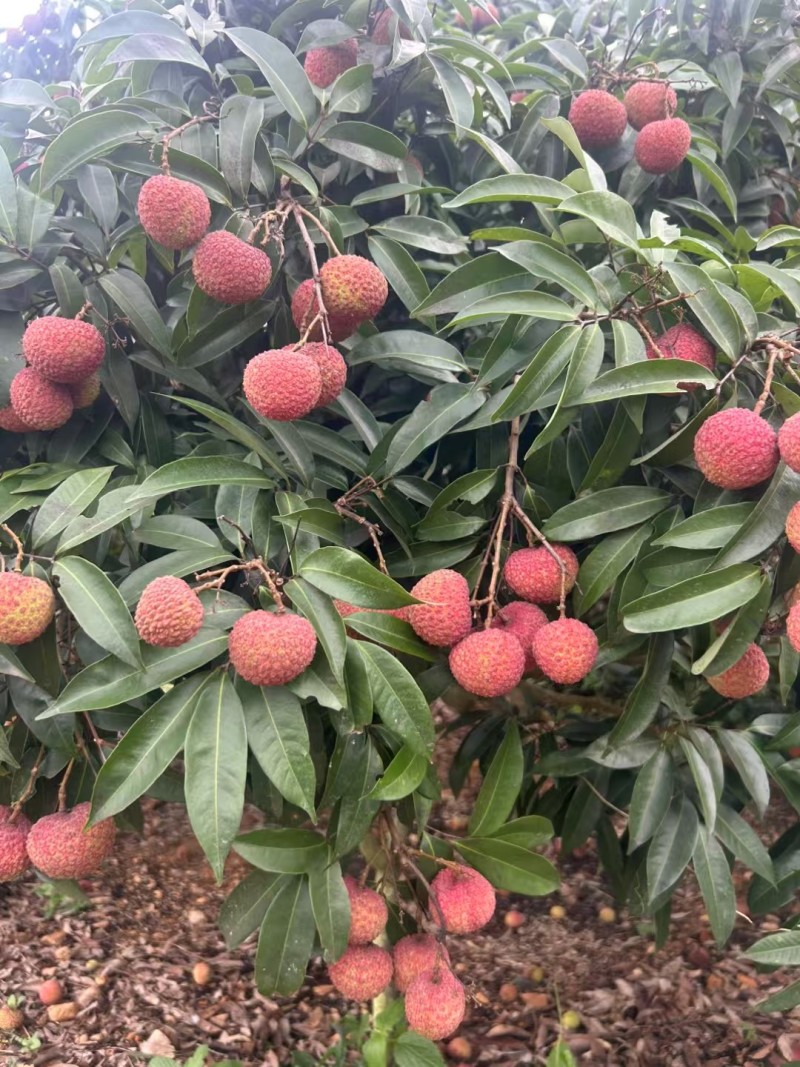 中小核的鸡嘴荔
