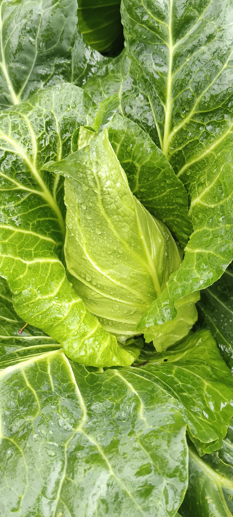 牛心甘蓝高山冷凉蔬菜产地直发，没有虫眼和黄底菜包得不紧！