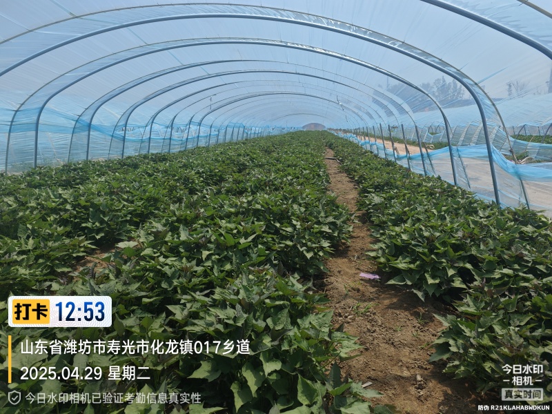 正宗山东一代脱毒地瓜苗，自家基地繁育，各品种都有
