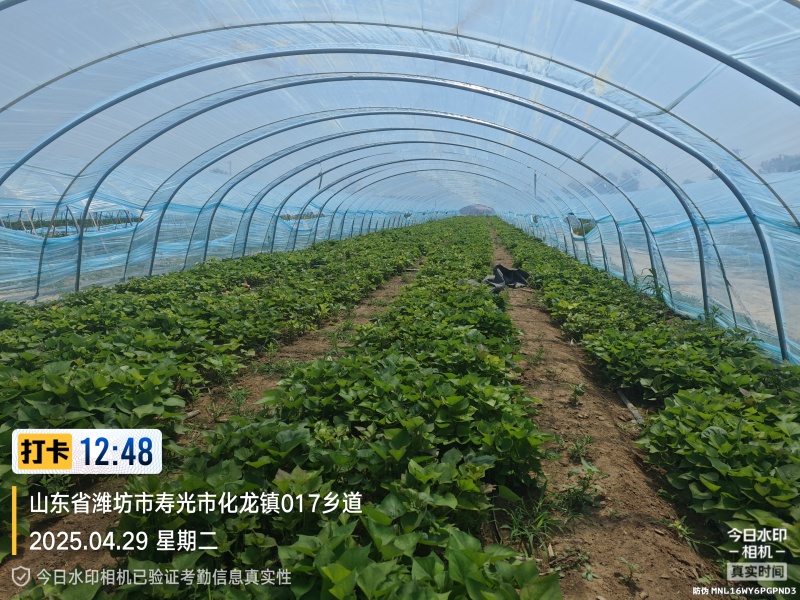 正宗山东一代脱毒地瓜苗，自家基地繁育，各品种都有