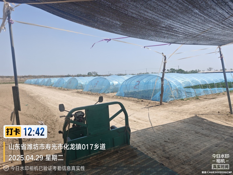 正宗山东一代脱毒地瓜苗，自家基地繁育，各品种都有