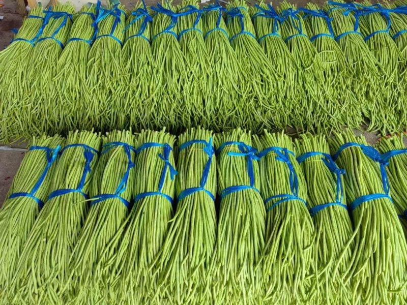 精品豆角青条豆角量大从优品质保证货源充足欢迎来电