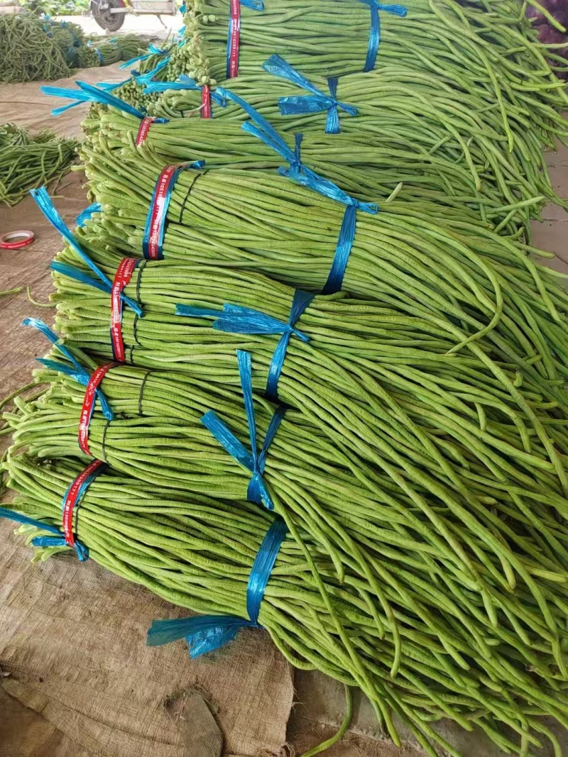 精品豆角青条豆角量大从优品质保证货源充足欢迎来电