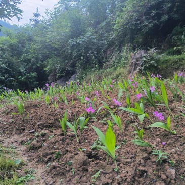 白芨