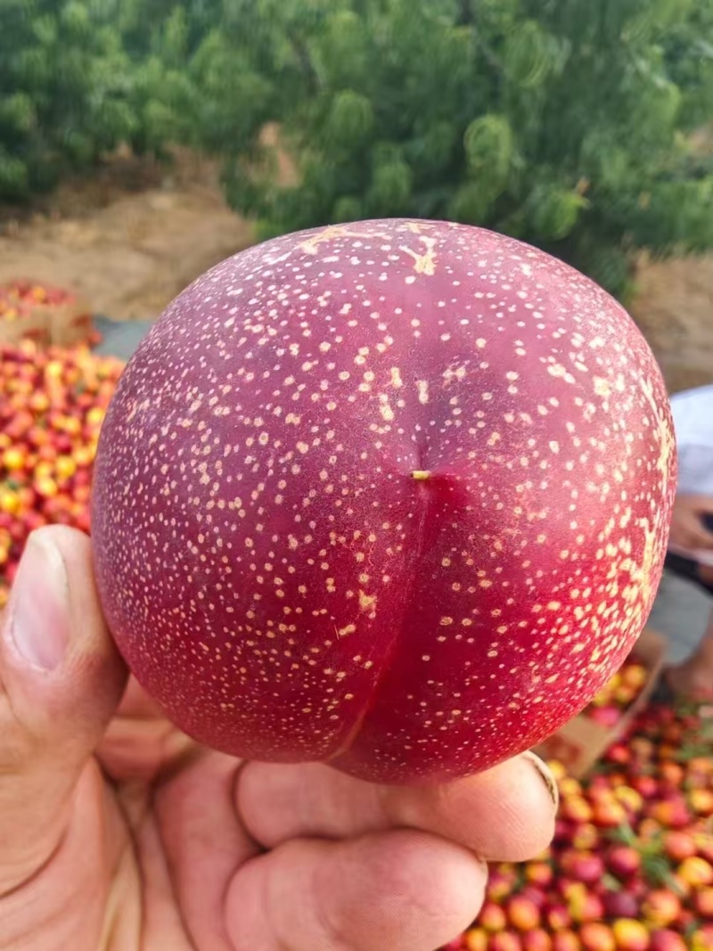 潍坊红油桃头茬货量大全国接单耐运输