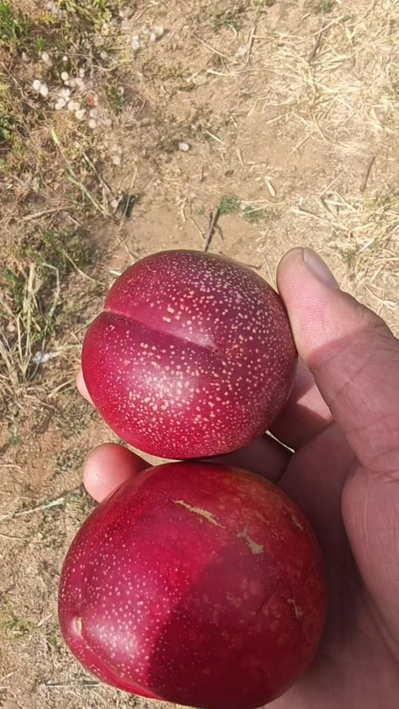 潍坊红油桃头茬货量大全国接单耐运输
