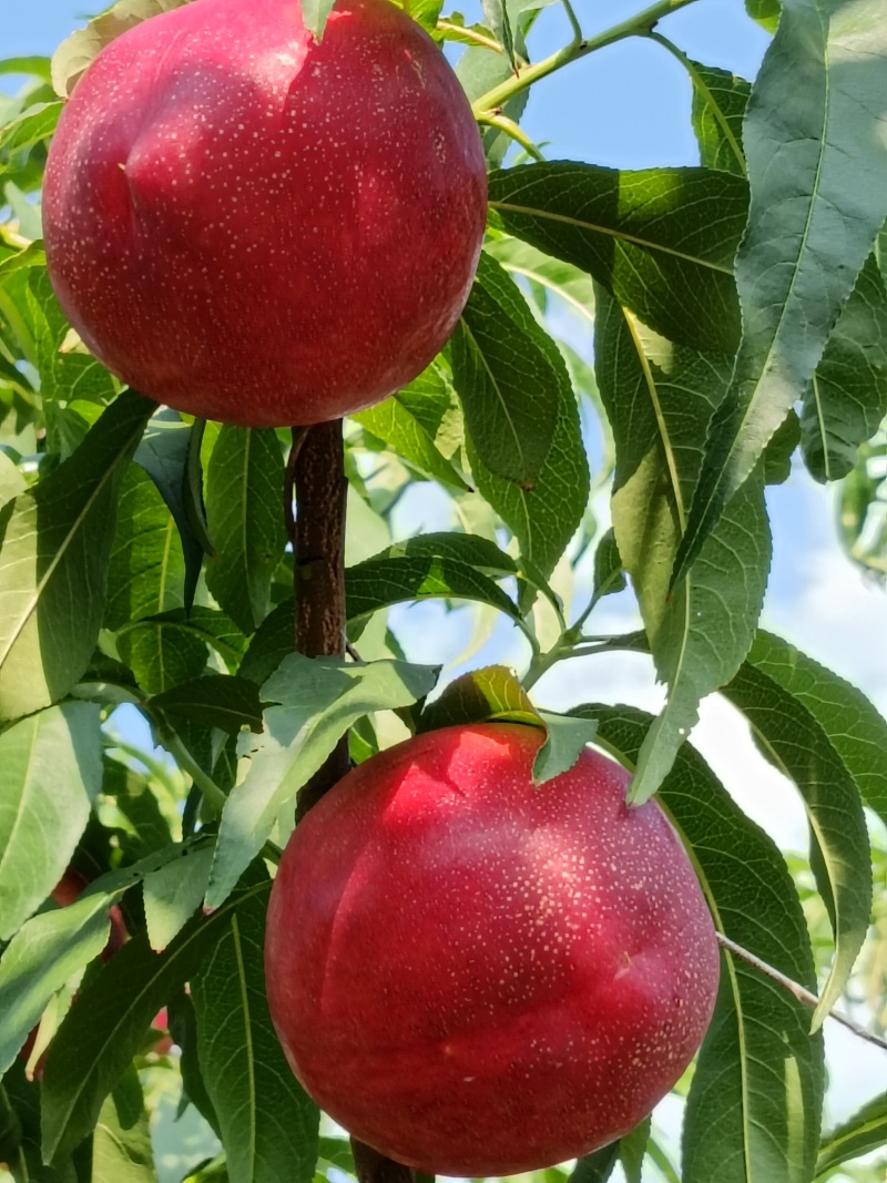 潍坊红油桃头茬货量大全国接单耐运输