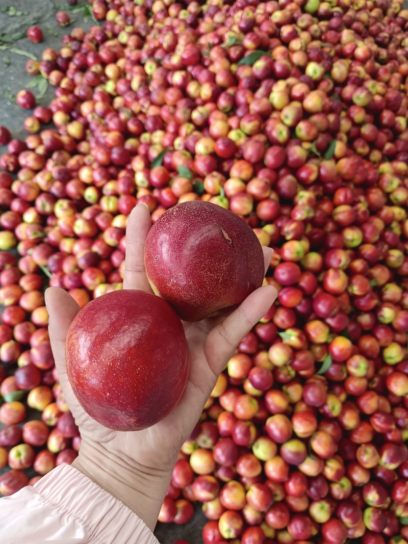 潍坊红油桃头茬货量大全国接单耐运输