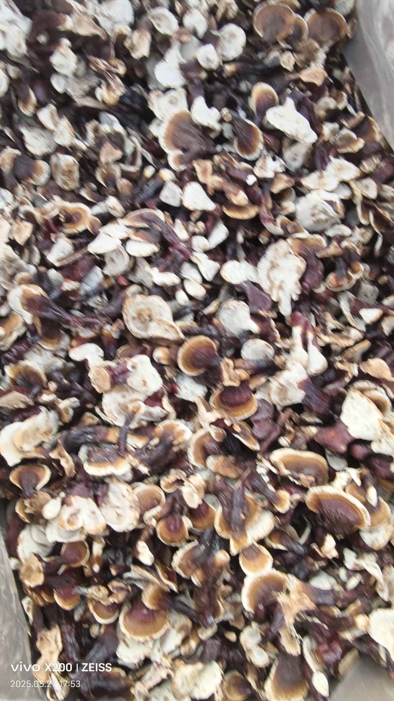 灵芝，金边灵芝，长腿金边灵芝，灵芝嫩芽