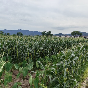糯玉米，一亩田