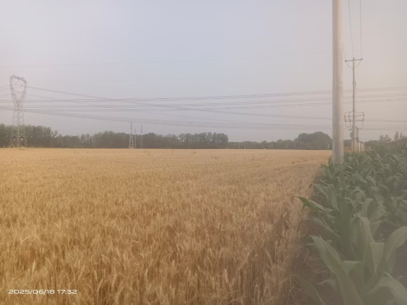 冬小麦