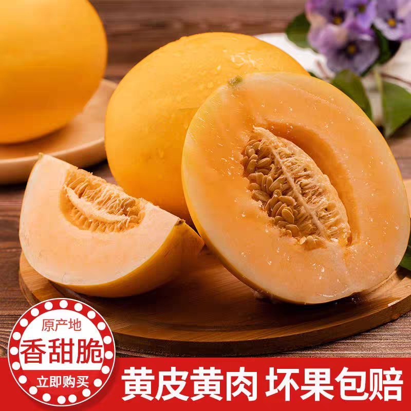 《民勤蜜瓜》金红宝蜜瓜/产地一手/全国供应批发市场