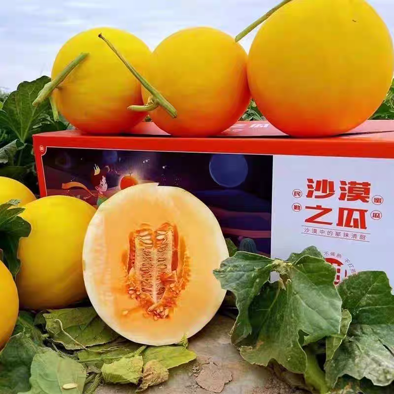 《民勤蜜瓜》金红宝蜜瓜/产地一手/全国供应批发市场