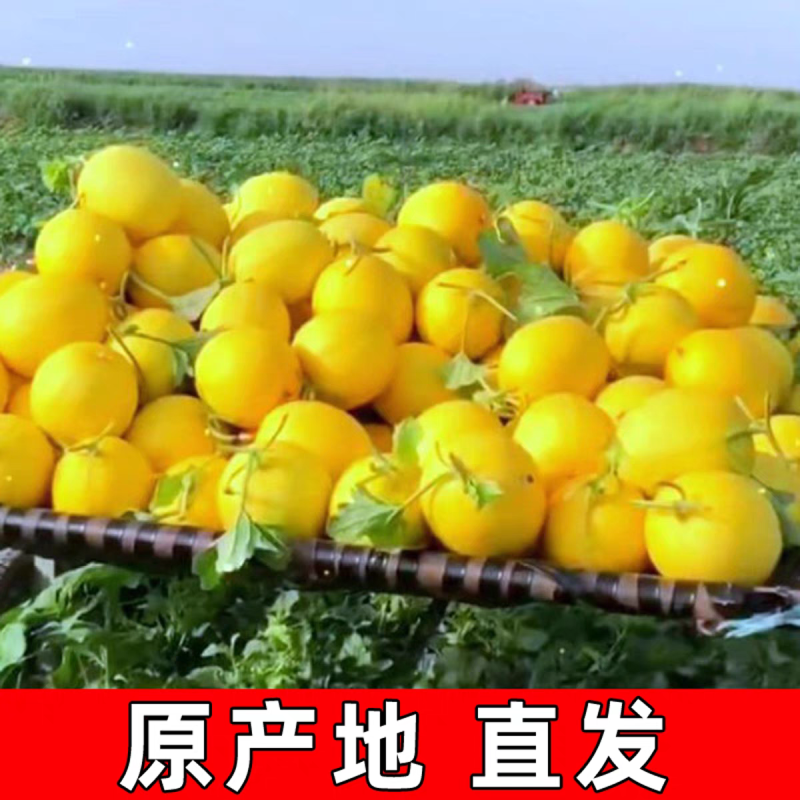 《民勤蜜瓜》金红宝蜜瓜/产地一手/全国供应批发市场