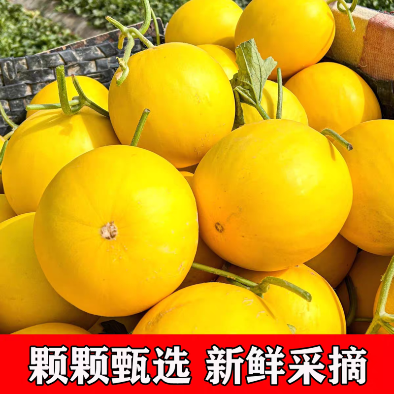 《民勤蜜瓜》金红宝蜜瓜/产地一手/全国供应批发市场