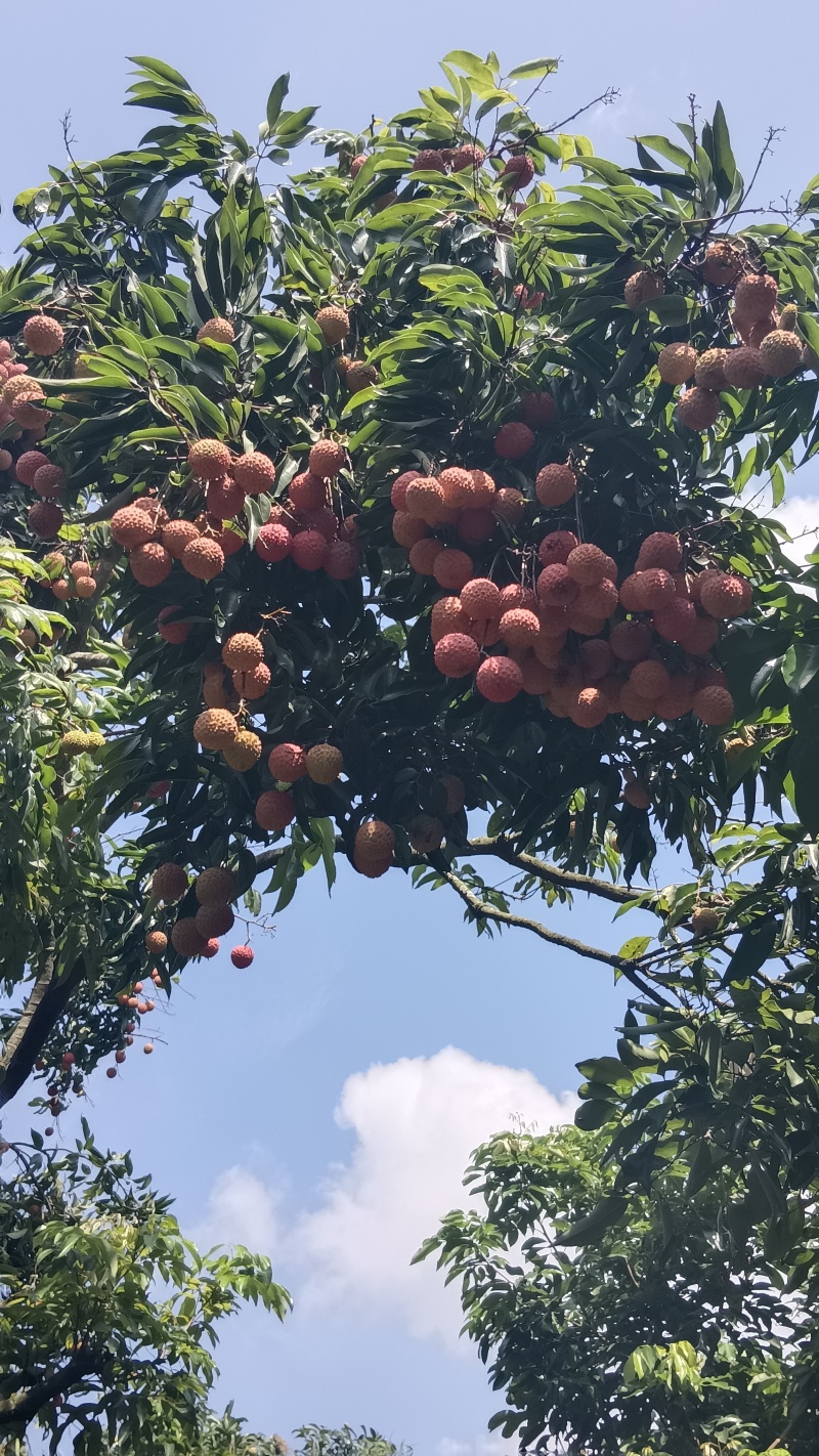 桂味荔枝糯米糍