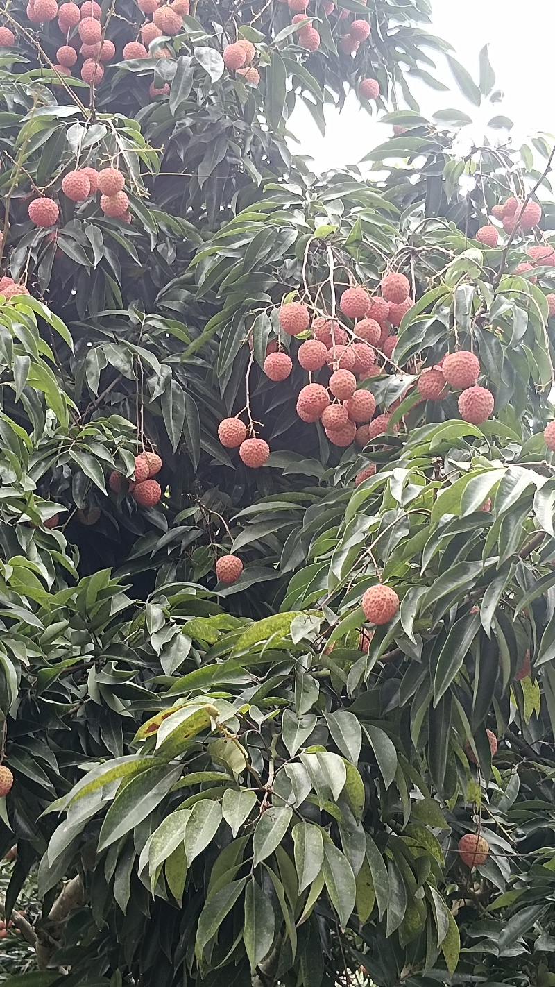 桂味荔枝糯米糍