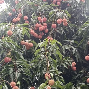 桂味荔枝糯米糍