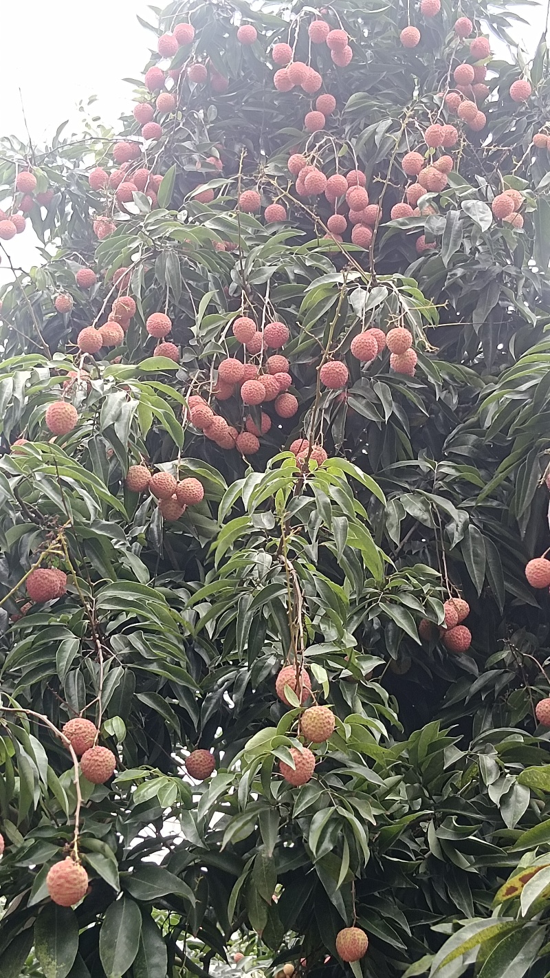 桂味荔枝糯米糍