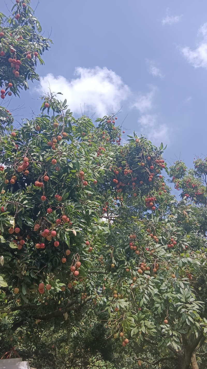 桂味荔枝糯米糍