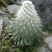 高海拔藏域雪莲花！！！！！！！！！！！！！