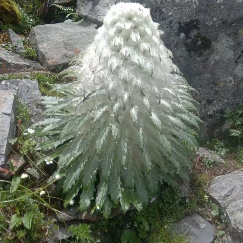 高海拔藏域雪莲花！！！！！！！！！！！！！