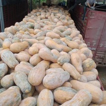 蜜本南瓜大量有货量大从优保质保量可视频看货欢迎咨询