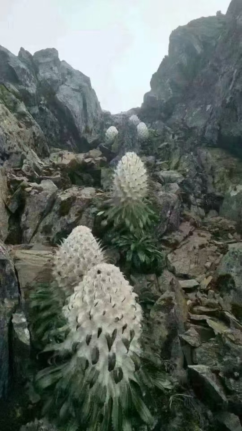 高海拔藏域雪莲花！！！！！！！！！！！！！