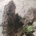 高海拔藏域雪莲花！！！！！！！！！！！！！