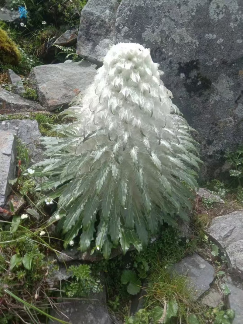 高海拔藏域雪莲花！！！！！！！！！！！！！