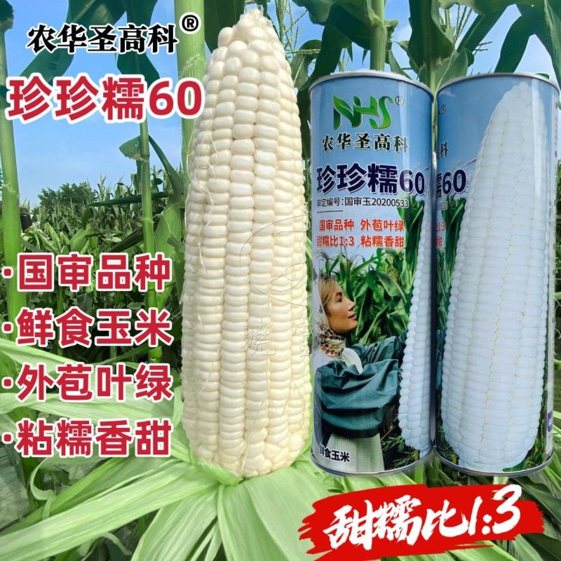 珍珍糯60玉米种子鲜食玉米粘糯香甜大棒白甜糯玉米种籽苞谷