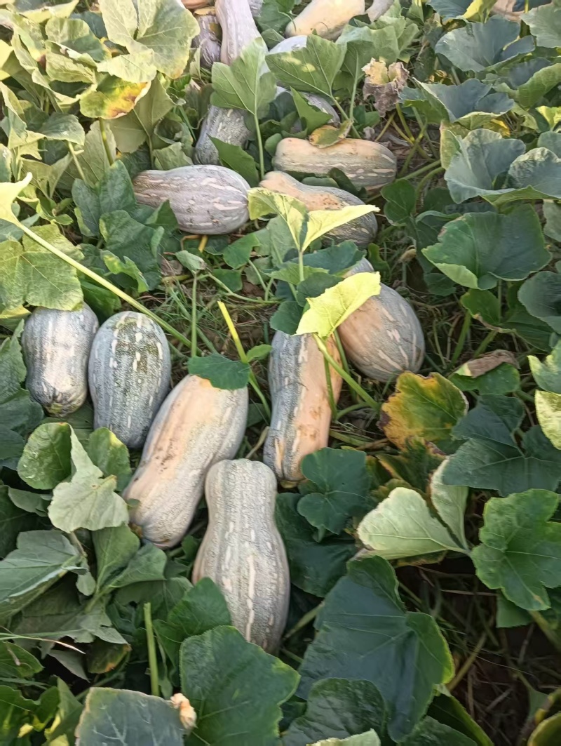 蜜本南瓜大量有货量大从优保质保量可视频看货欢迎咨询