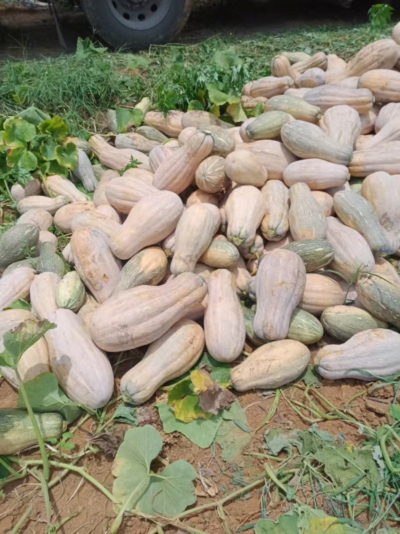 蜜本南瓜大量有货量大从优保质保量可视频看货欢迎咨询