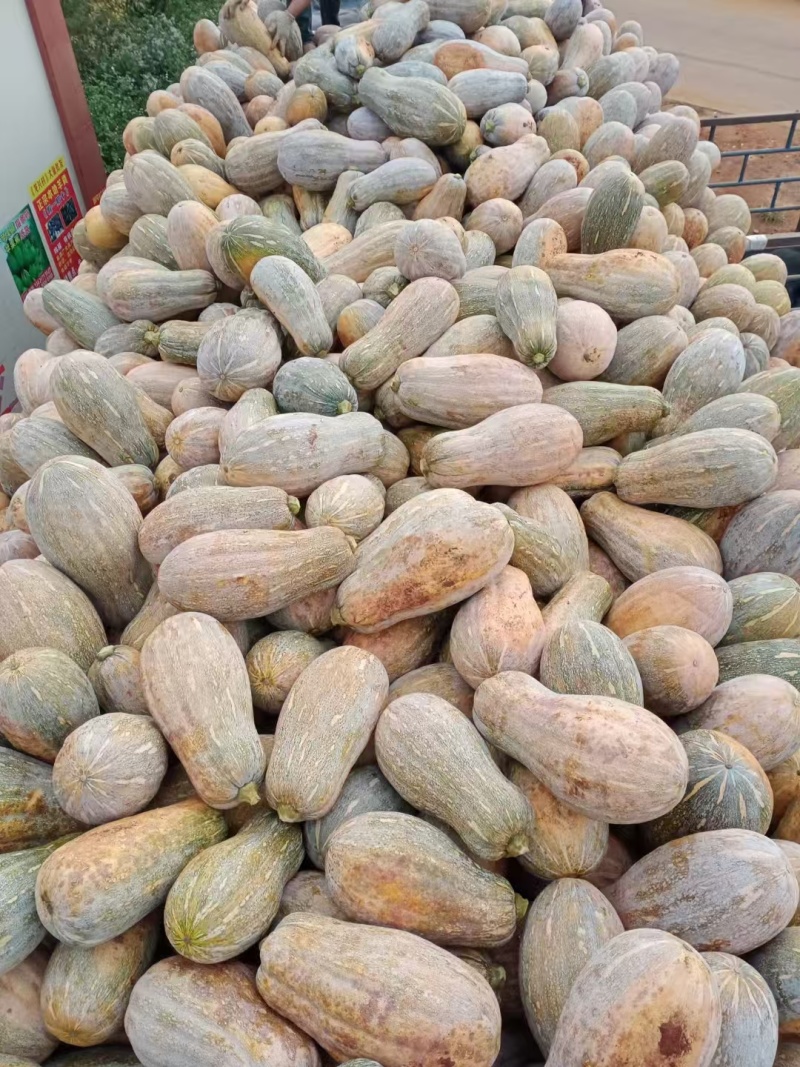 蜜本南瓜大量有货量大从优保质保量可视频看货欢迎咨询