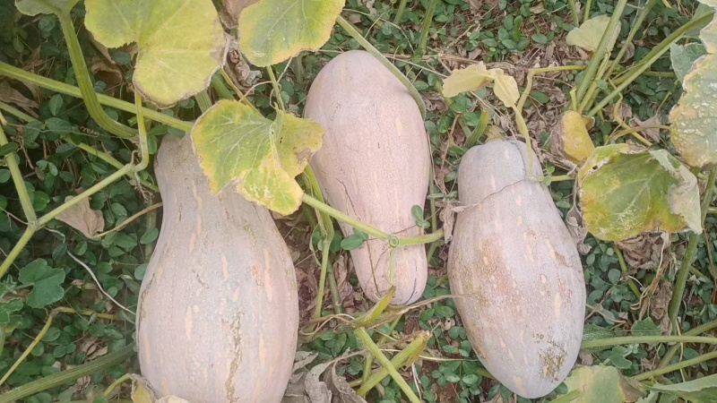 蜜本南瓜大量有货量大从优保质保量可视频看货欢迎咨询