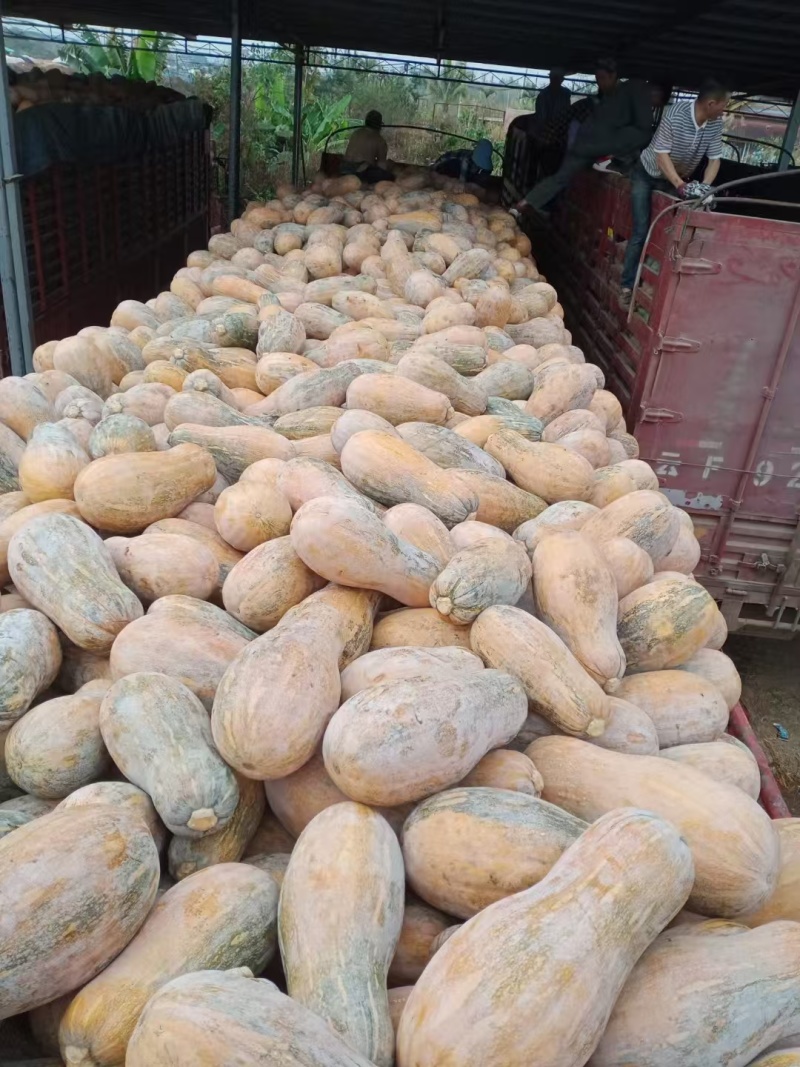 蜜本南瓜大量有货量大从优保质保量可视频看货欢迎咨询