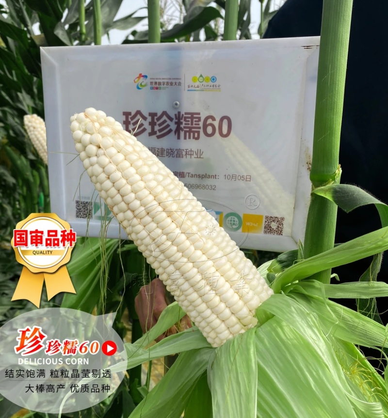 珍珍糯60玉米种子鲜食玉米粘糯香甜大棒白甜糯玉米种籽苞谷