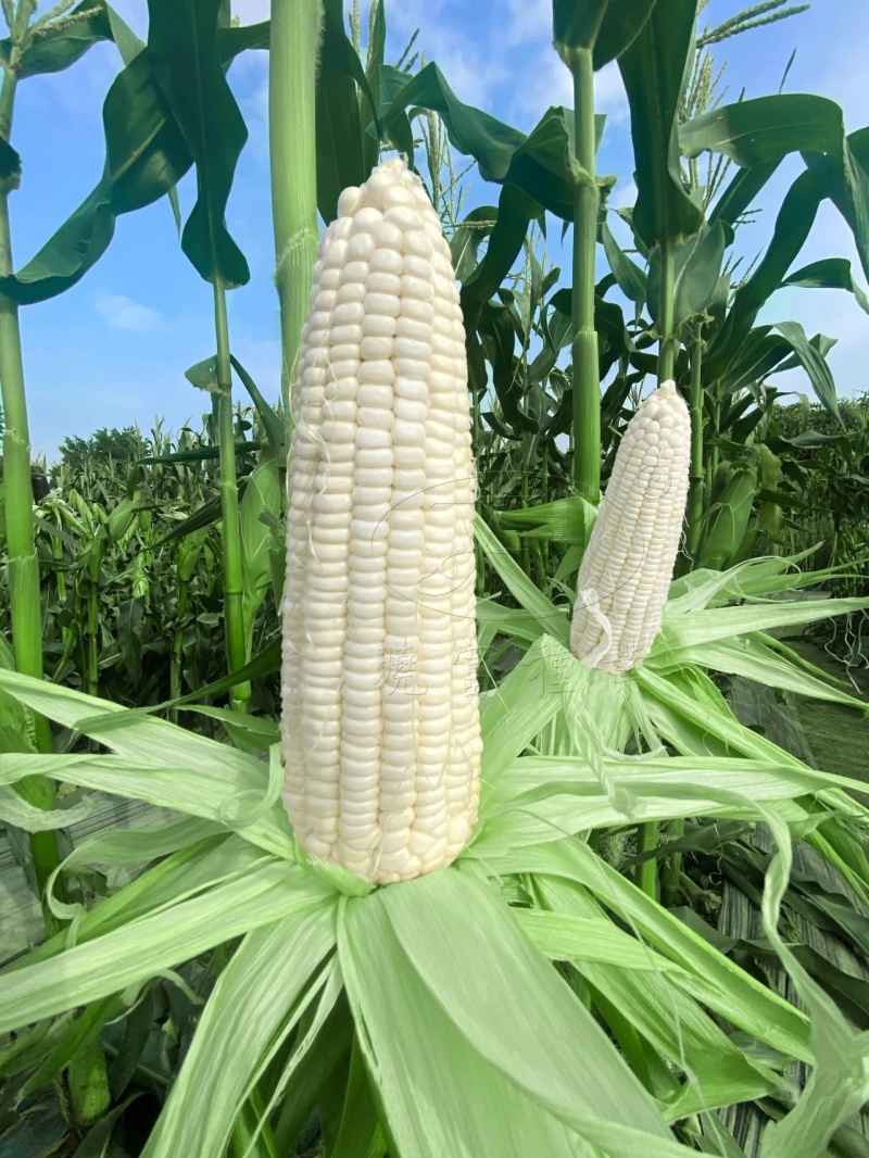 珍珍糯60玉米种子鲜食玉米粘糯香甜大棒白甜糯玉米种籽苞谷