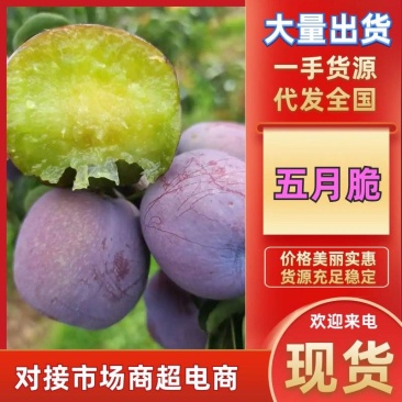 四川会理五月脆，半边红，红布林李子，产地代办，